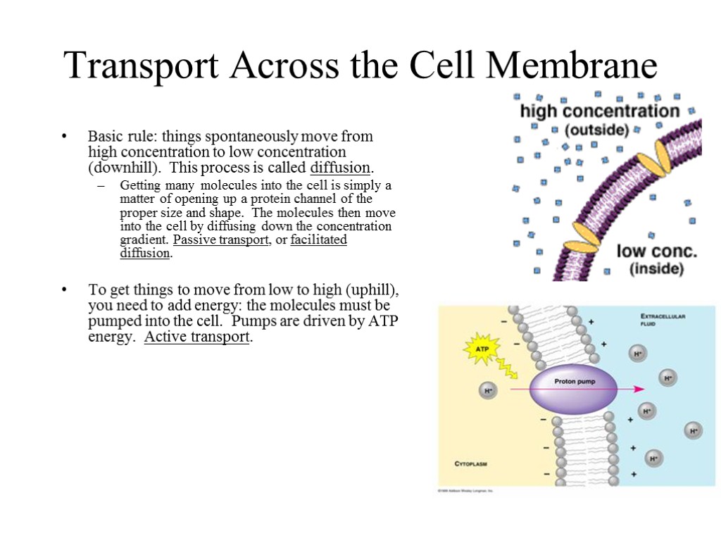 Transport Across the Cell Membrane Basic rule: things spontaneously move from high concentration to